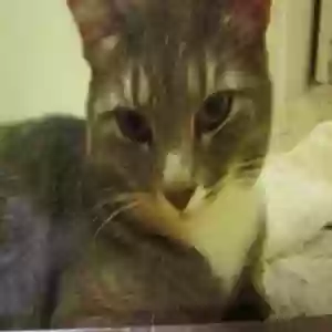adoptable Cat in Cincinnati, OH named Carmelita